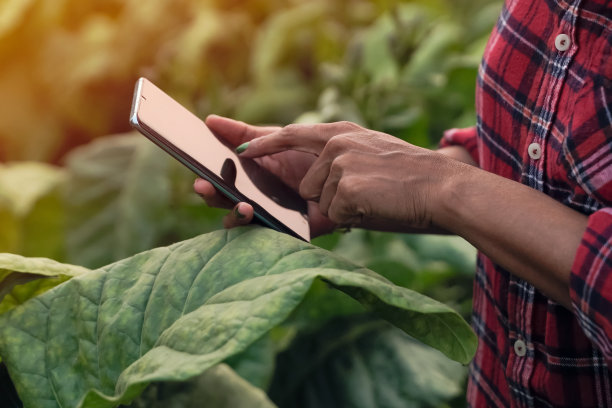 农民的特写，种植，烟草，图片下载