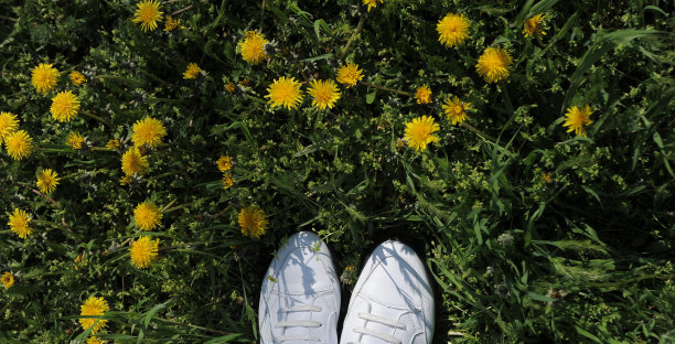 日落时分，蒲公英草地上的鞋子。图片下载