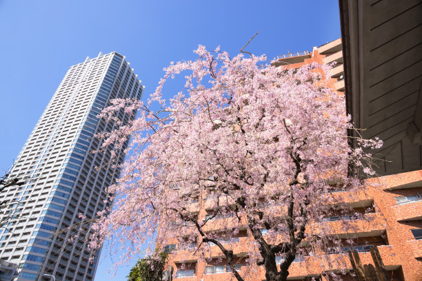这个城市里樱花盛开图片下载