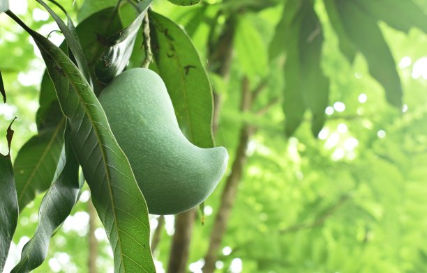 成熟的热带芒果果实挂在树上图片下载