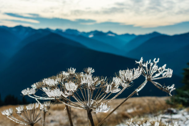 植物上的冰晶，飓风岭，奥林匹克国家公园，华盛顿图片下载