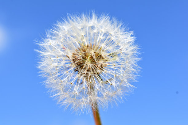 蒲公英图片下载