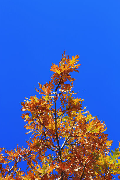 在秋天的森林里，一片黄色的橡树叶挂在树枝上，映衬着蓝天。金色的秋天图片下载