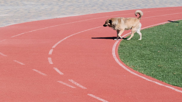 一只流浪狗独自走在跑道的坡道上图片下载