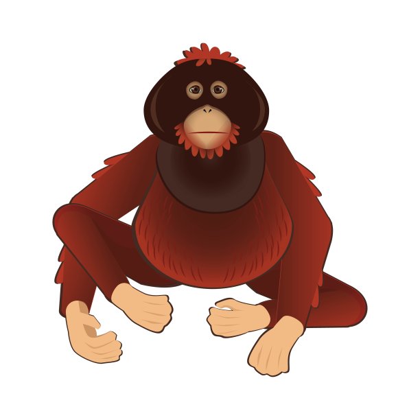 成年雄性婆罗洲加里曼丹猩猩特征图片下载