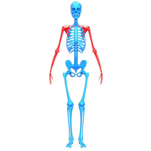 人体骨骼系统，上肢骨骼解剖学图片下载