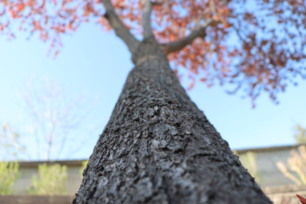 自然的照片图片下载