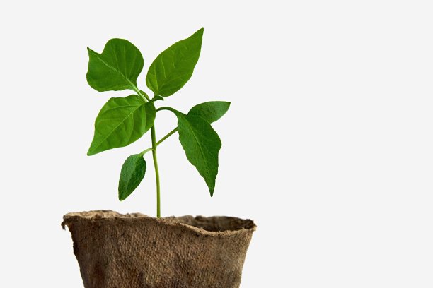 绿色植物辣椒幼苗近距离隔离背景图片下载