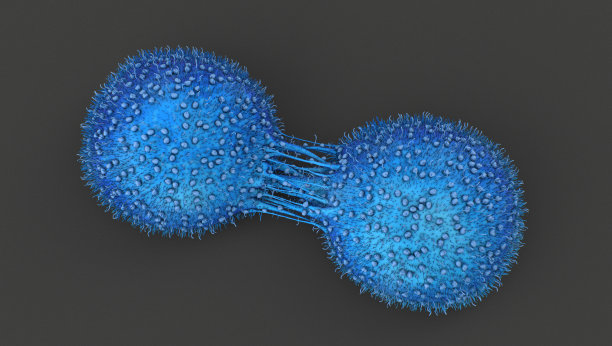 人类癌细胞的分裂图片下载