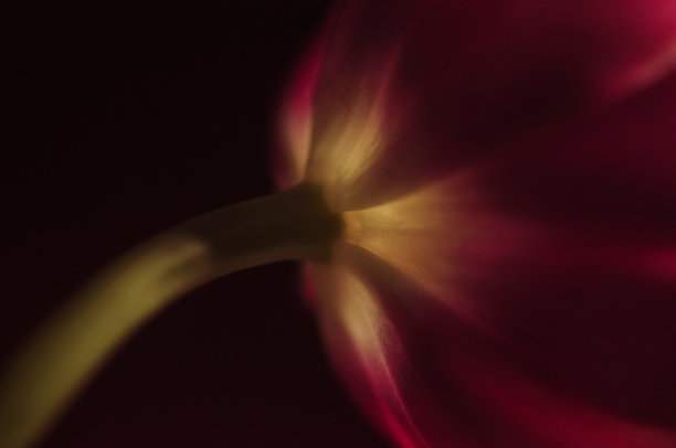 郁金香图片下载