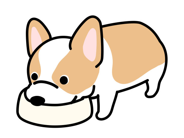 一只正在吃饭的狗。威尔士矮脚狗。图片下载