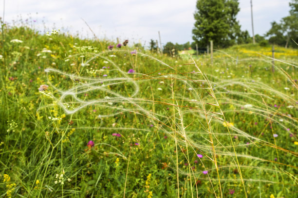 开花草地上的羽叶针茅图片下载