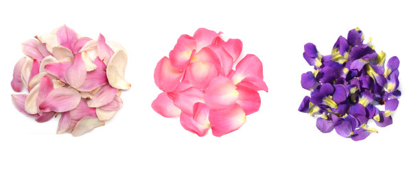 盛开的花瓣收集在白色图片下载