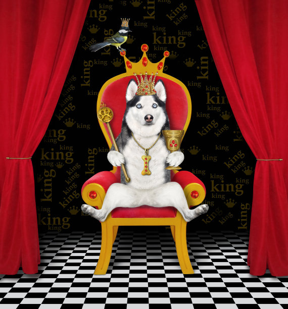 狗哈士奇戴着王冠，坐在红色的宝座上图片下载