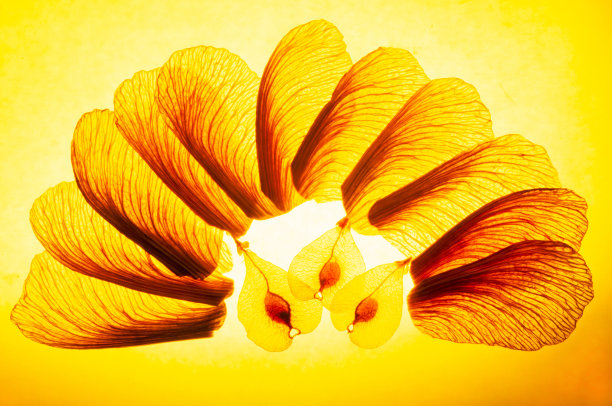 黄色半轮图片下载