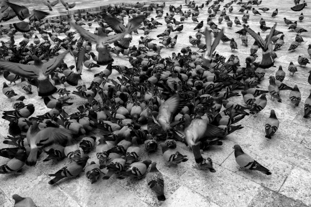 一群鸽子在清真寺的院子里吃小麦图片下载