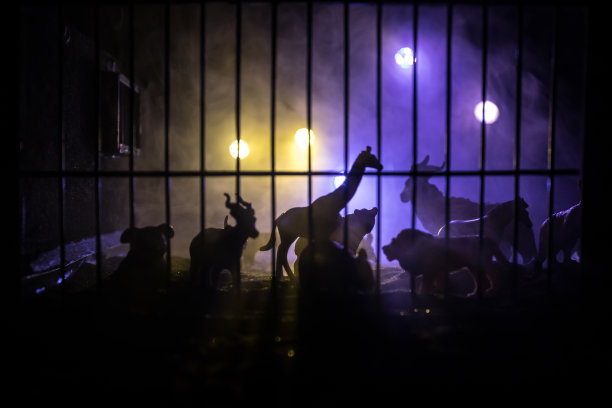 一群动物聚集在一个黑色背景和发光的白色射线。动物包括大象、斑马、熊和犀牛。用它作为动物园或朋友的概念。图片下载