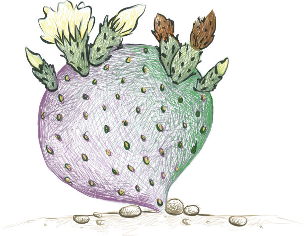 仙人掌手绘素描图片下载