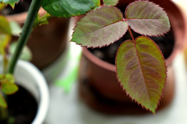 花园里的玫瑰叶子长在窗台上的花盆里图片下载