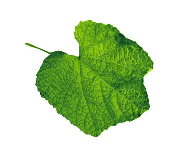 野葡萄绿色的夏天的叶子图片下载