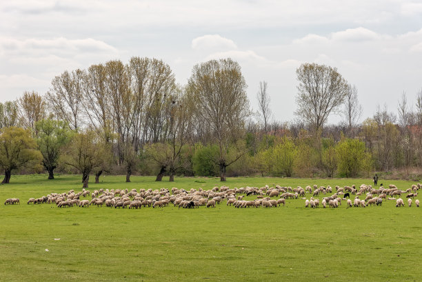 一群羊在田野上吃草图片下载