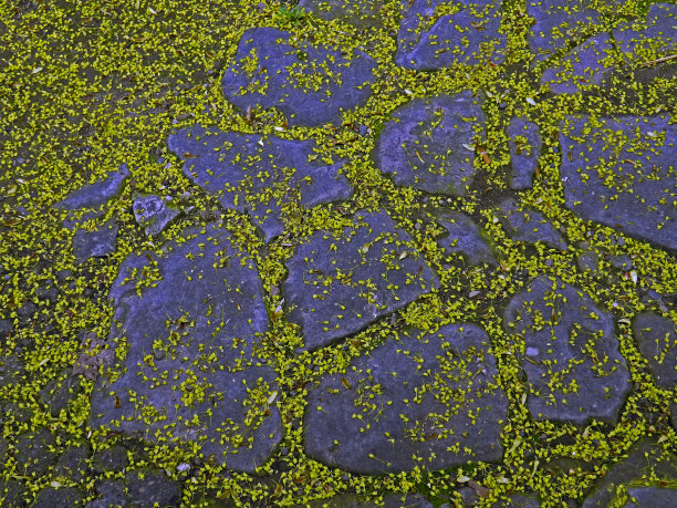 夹枫花图片下载