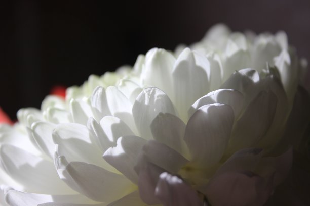 黑色背景上的白色菊花花瓣图片下载