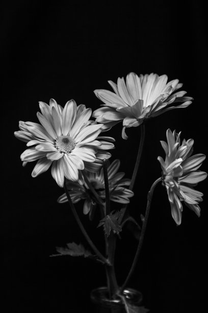 快乐的生活图片下载