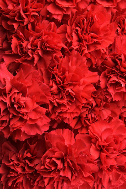 红色的康乃馨背景图片下载