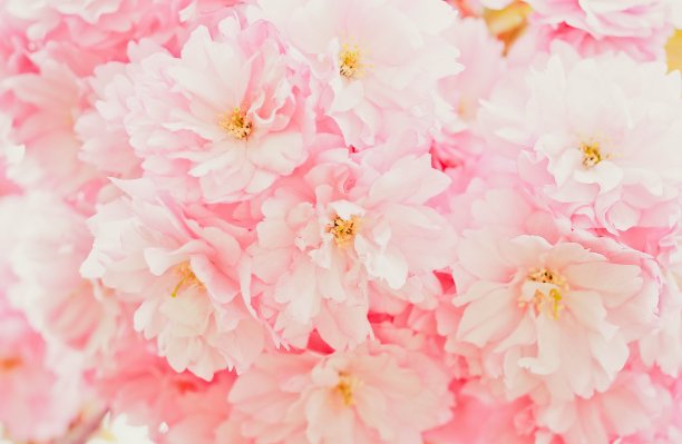 温柔的粉红色樱花近了。图片下载