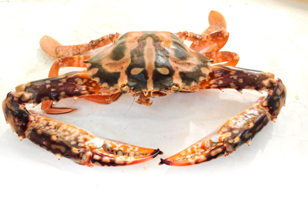 鲜十字架蟹孤立在白色背景。有选择性的重点。图片下载