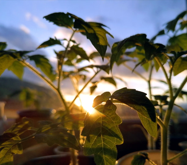 可持续发展:自己种西红柿图片下载