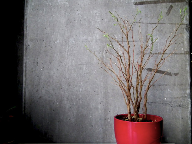 红花盆里的干植物图片下载