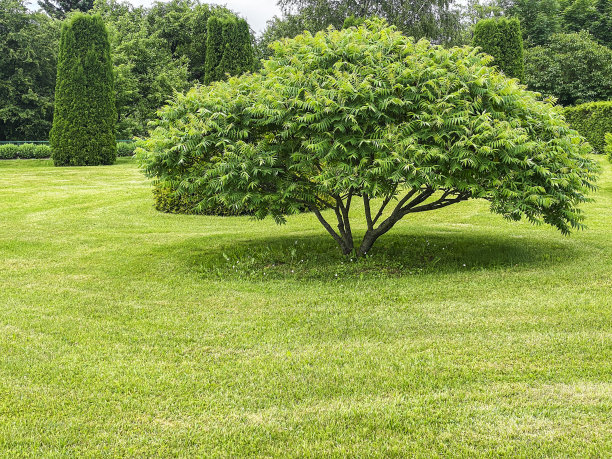 风景如画的夏季花园与角木树在绿色的草坪图片下载
