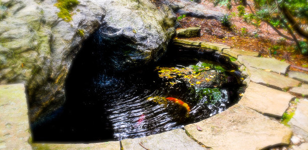 锦鲤池图片下载