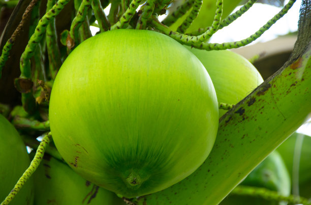 新鲜的椰子树，椰子树上的椰子簇，泰国。图片下载