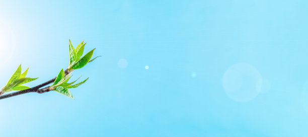 春天的背景，五月的花和四月的花的自然在蓝色的背景。枝头开花的杏花用柔和的宏聚焦。为复活节和春天的贺卡副本空间。春天。图片下载