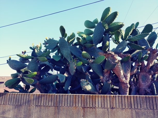 傍晚灯光下的仙人掌树图片下载