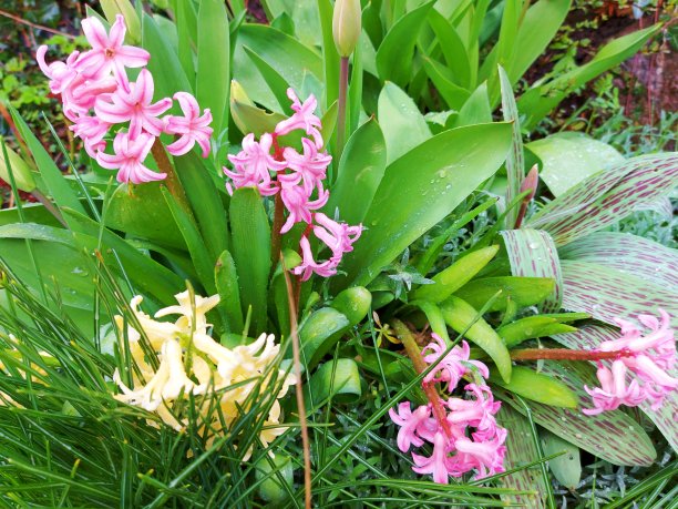 风信子图片下载