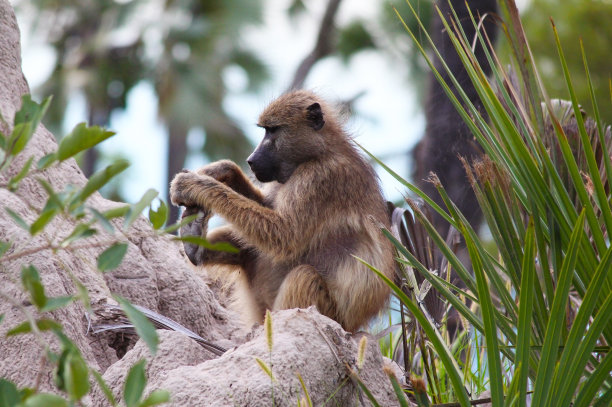 那只猴子坐在丛林中的一棵树上，用爪子抓他的脚后跟。野生动物的照片。图片下载