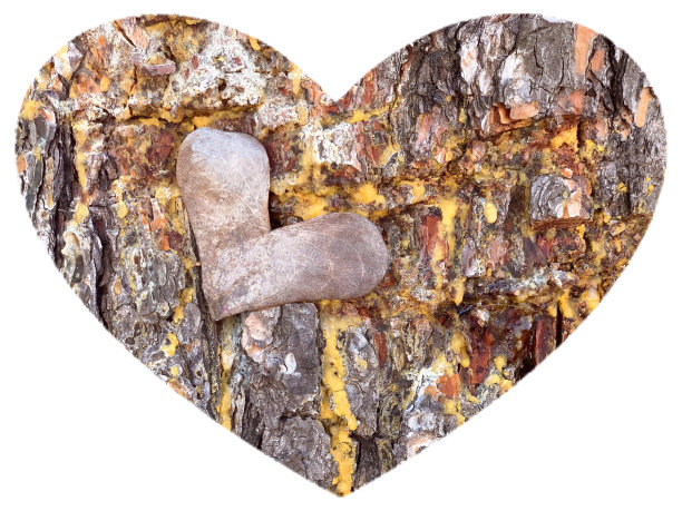 木心在林，木心在树干。白色背景上心形的干叶子。图片下载