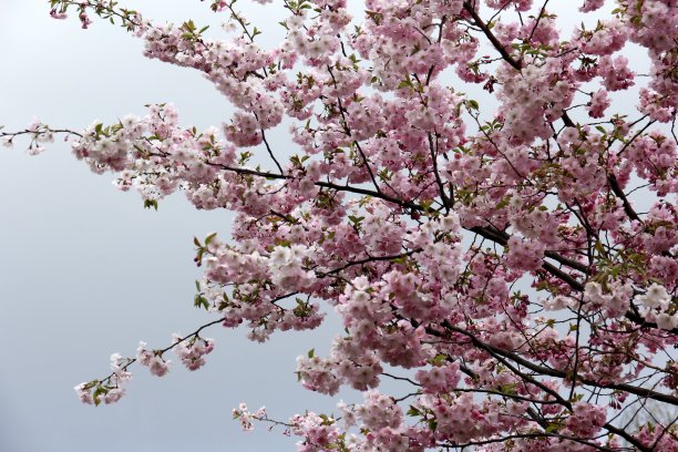 天空背景上粉红色的樱花在树枝上绽放图片下载