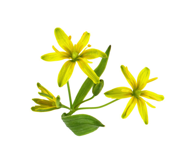 特写黄色黄叶加盖的花，芽和叶孤立图片下载