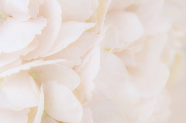 桃子绣球花的特写图片下载