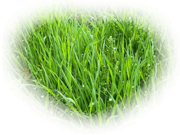 绿草鲜茎白心背景。我爱夏天。图片下载