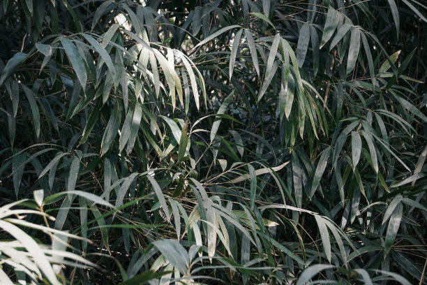 竹林的背景。绿色的竹林和竹叶丛生。禅放松自然墙图片下载