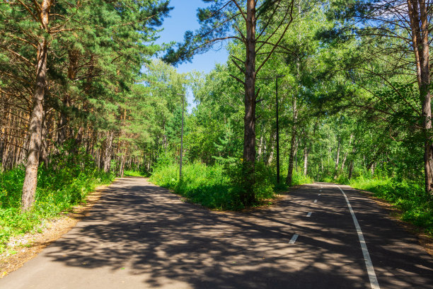 在夏日公园里散步。在树林里呼吸新鲜空气图片下载