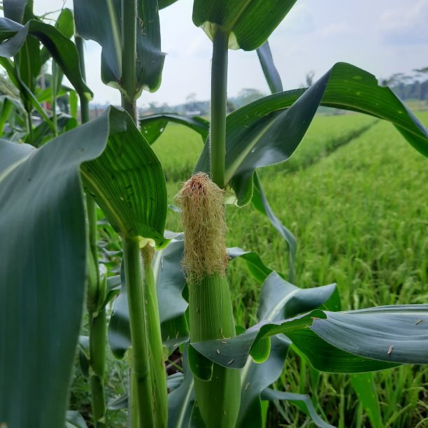玉米植株结实的图片下载