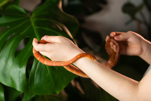 奇异宠物玉米蛇图片下载