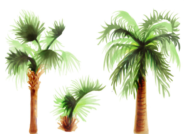 一组热带棕榈树。植物水彩丛林插图，花卉元素。收集异国情调的棕榈树和龙齿兽孤立在一个白色的背景。美丽的纺织品插图。图片下载